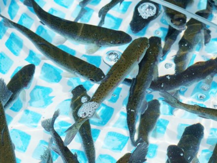 エサやり体験の魚を入れ替えました イヨボヤ会館 日本で最初の鮭の博物館