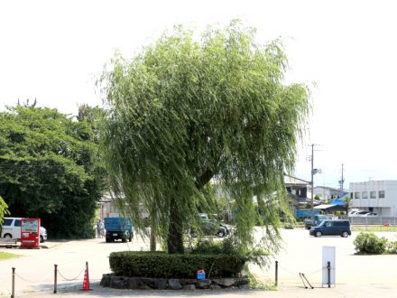 柳の木を剪定しました イヨボヤ会館 日本で最初の鮭の博物館