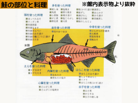 敬老の日 イヨボヤ会館 日本で最初の鮭の博物館