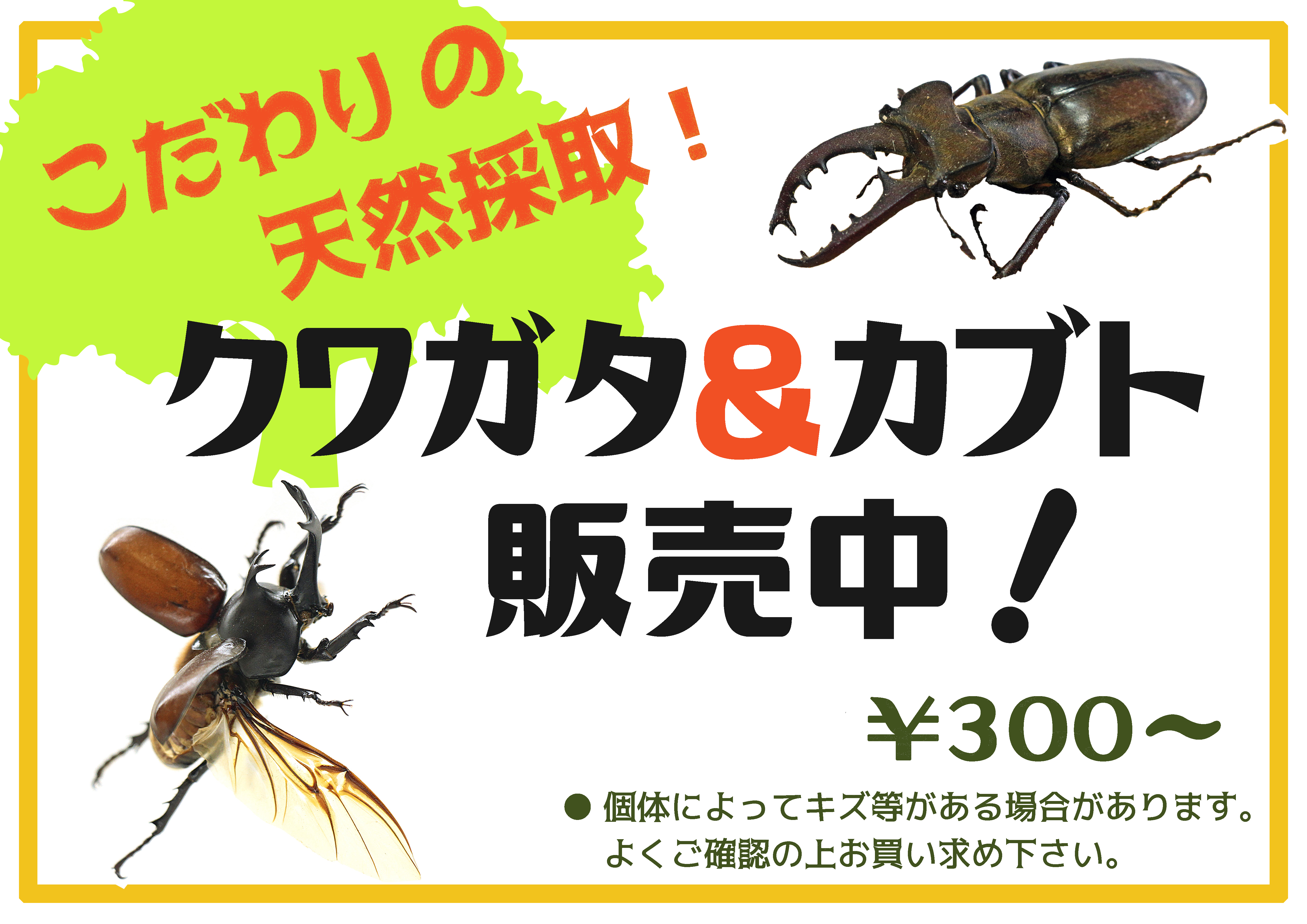 大人気 クワガタ カブト販売 イヨボヤ会館 日本で最初の鮭の博物館